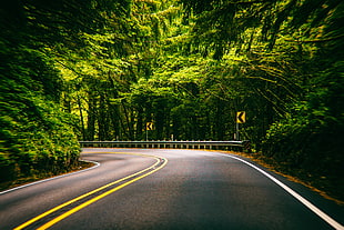 city road turning left surrounded with green trees HD wallpaper