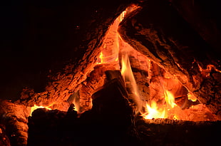 close-up of bonefire, wood, campfire, fire, orange