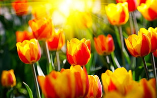 yellow-and-red tulips