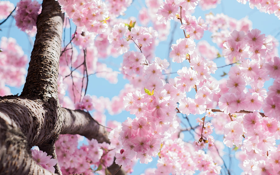 blossom tree, nature, blossoms, pink flowers HD wallpaper