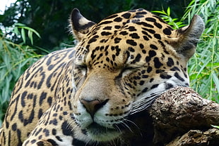 brown sleeping leopard