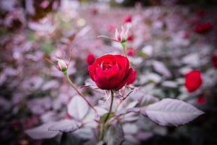 close-up photography of red rose