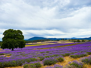 purple petaled flower field near tree and mountain cliff during daytime, lavender