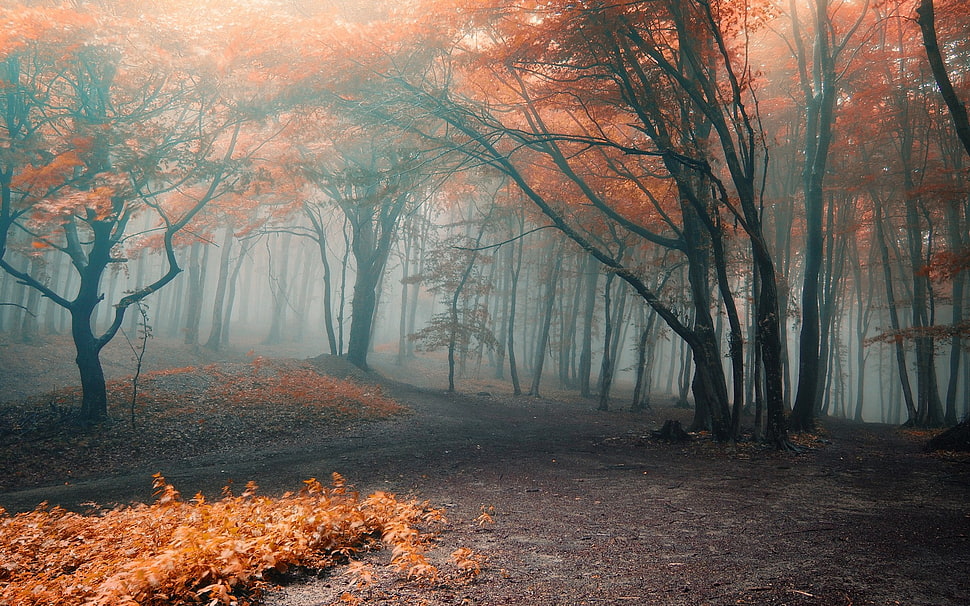 black-and-orange trees with fog HD wallpaper