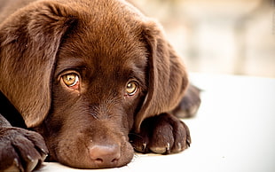 selective focus photography of chocolate Labrador Retriever puppy