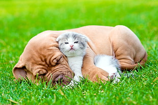 selective focus photo of a dog and kitting lying on green grass field