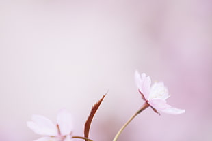 close up focus photo of white-petaled flowers HD wallpaper