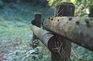 brown wooden fence, landscape, nature