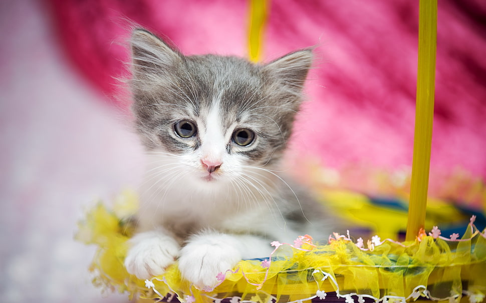 grey and white kitten on yellow basket HD wallpaper