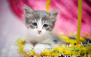 grey and white kitten on yellow basket