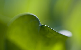 Sheet,  Blur,  Plant