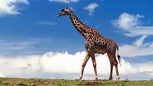 brown and black giraffe figurine, animals, nature, giraffes
