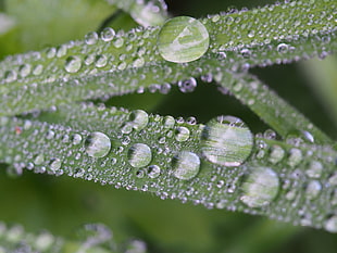 macro shot photography of dew drops on leaf
