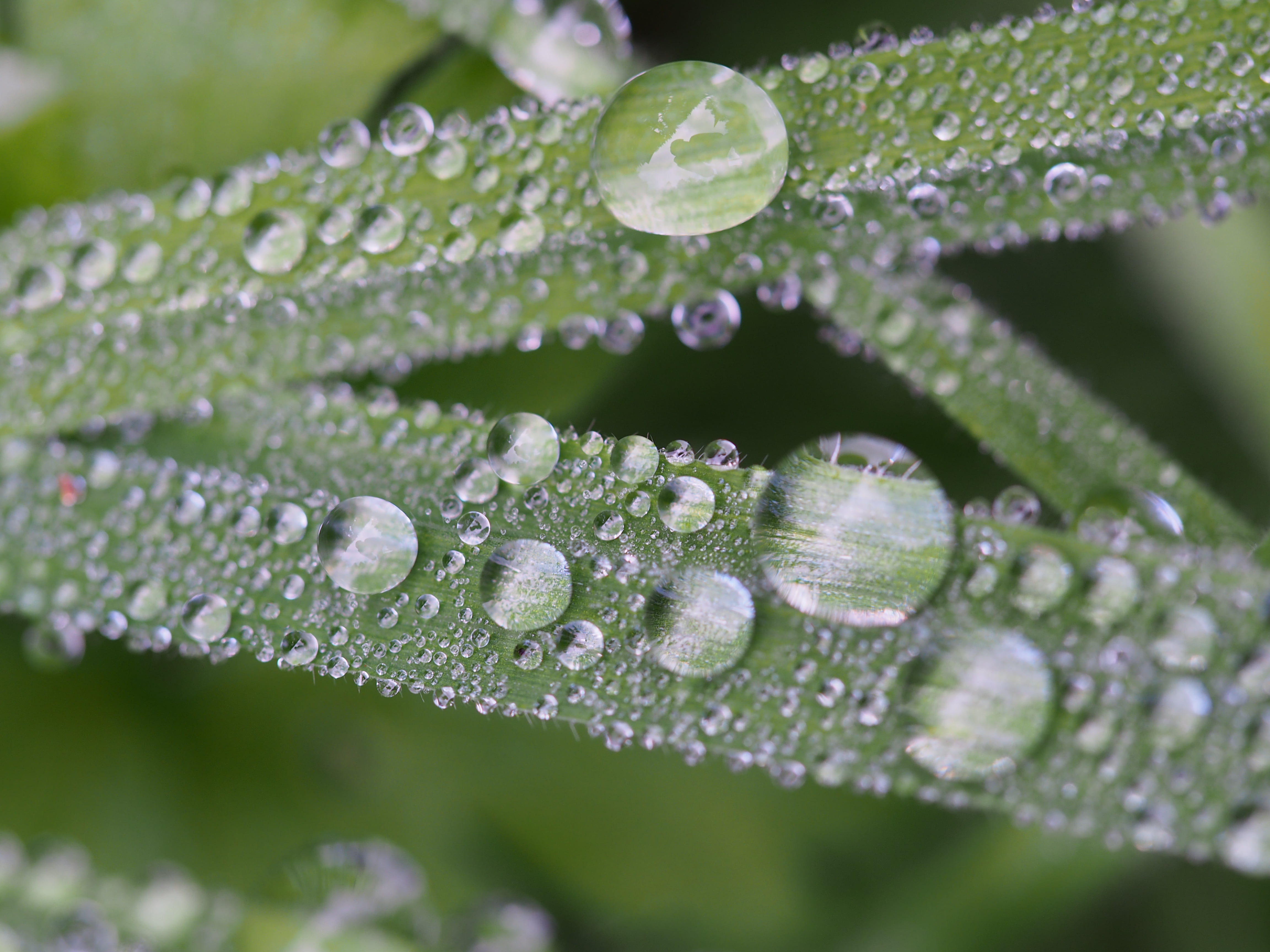 macro shot photography of dew drops on leaf