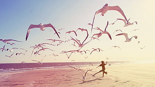 white birds, beach, seagulls, children, photography HD wallpaper
