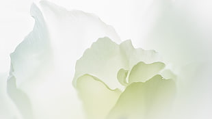 selective focus photography of white petaled flower