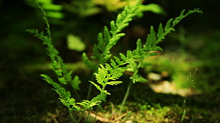 green and yellow leaf plant, plants, ferns, forest