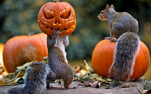 squirrel holding orange pumpkin HD wallpaper