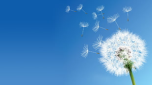 white dandelion flower, nature, flowers, dandelion, clear sky
