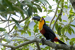 black and orange feather bird on branch of tree during daytime