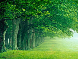 green leafed trees and green grass field painting, landscape, Lush Summer, Louisville, Kentucky HD wallpaper