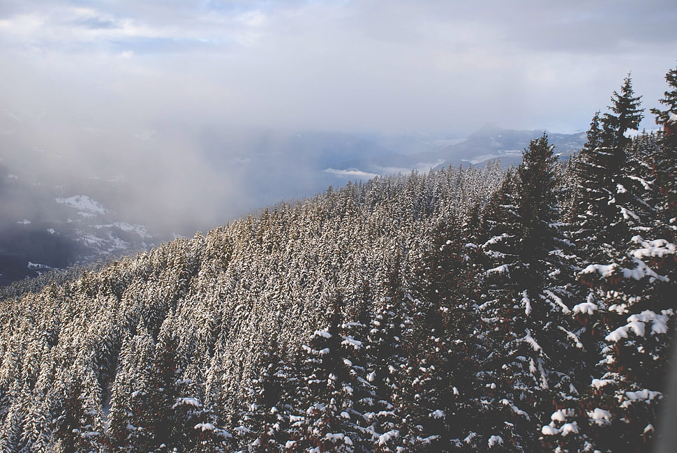 snow covered trees under blue sky HD wallpaper