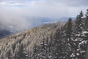 snow covered trees under blue sky