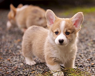 brown and white Corgi puppies on ground during daytime HD wallpaper