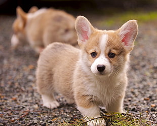 brown and white Corgi puppies on ground during daytime