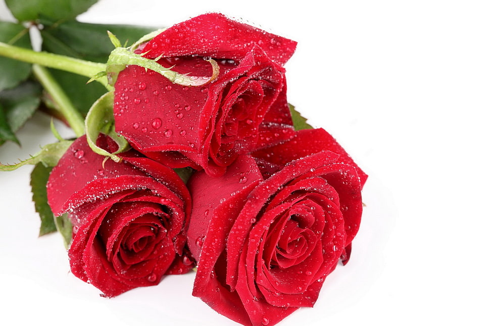 three red roses HD wallpaper