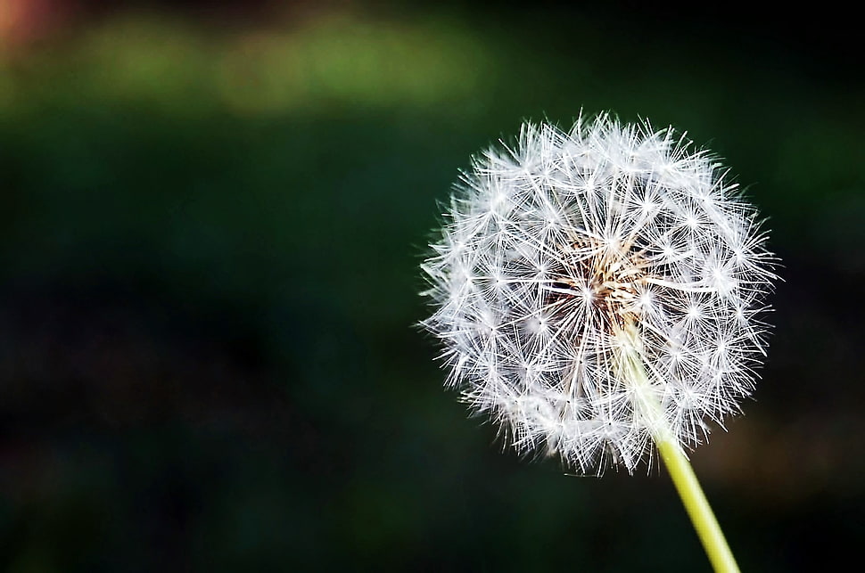 white Dandelion flower HD wallpaper