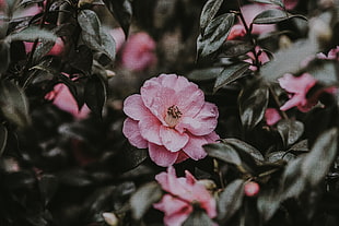pink camellia flowers, Wild rose, Flower, Bush HD wallpaper