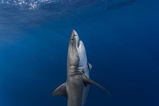 great white shark, shark, sea, underwater, fish