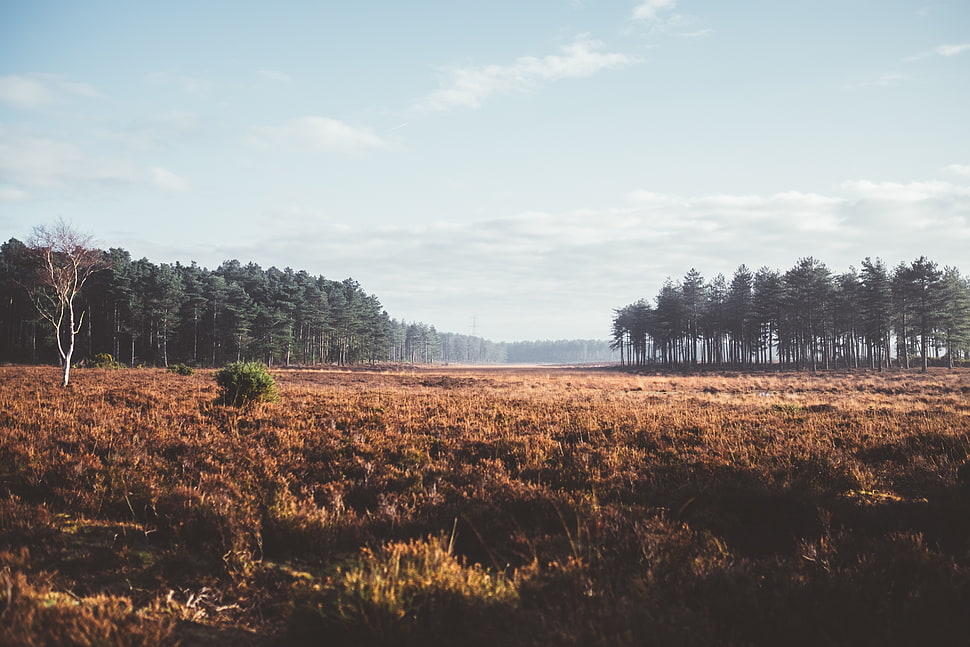 Brown grass field HD wallpaper