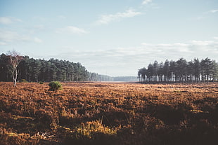 Brown grass field