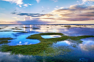 green plants on blue body of water under white and blue sky HD wallpaper