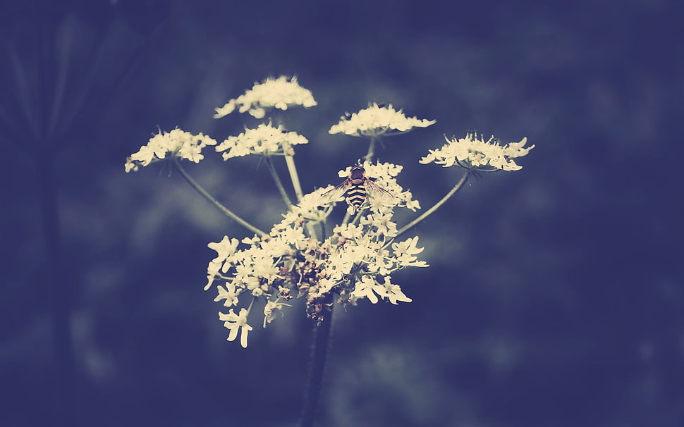 shallow focus of white flower HD wallpaper