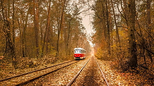 red and white train, nature, trees, leaves, vehicle HD wallpaper