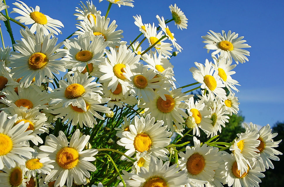 white and orange Daisy photo HD wallpaper