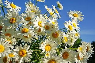 white and orange Daisy photo