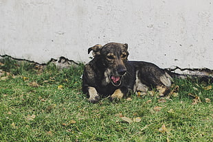 medium short-coated brown and black dog