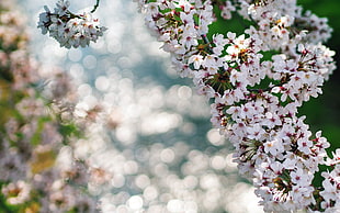 white and pink petaled flowers HD wallpaper