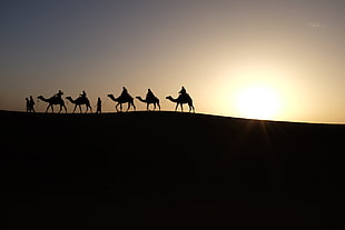 silhouette of man and camels during sunset