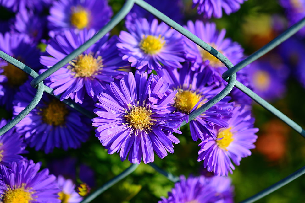 Little Mermaid, Aster, Violet, Flowers HD wallpaper