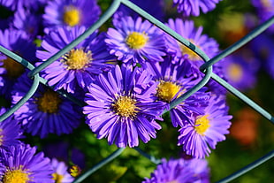 Little Mermaid, Aster, Violet, Flowers