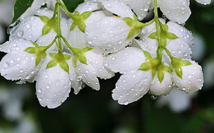 white petaled flowers with dew HD wallpaper