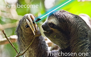 gray sloth with i am become text overlay, Star Wars, memes, humor, sloths