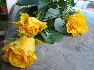 yellow roses HD wallpaper