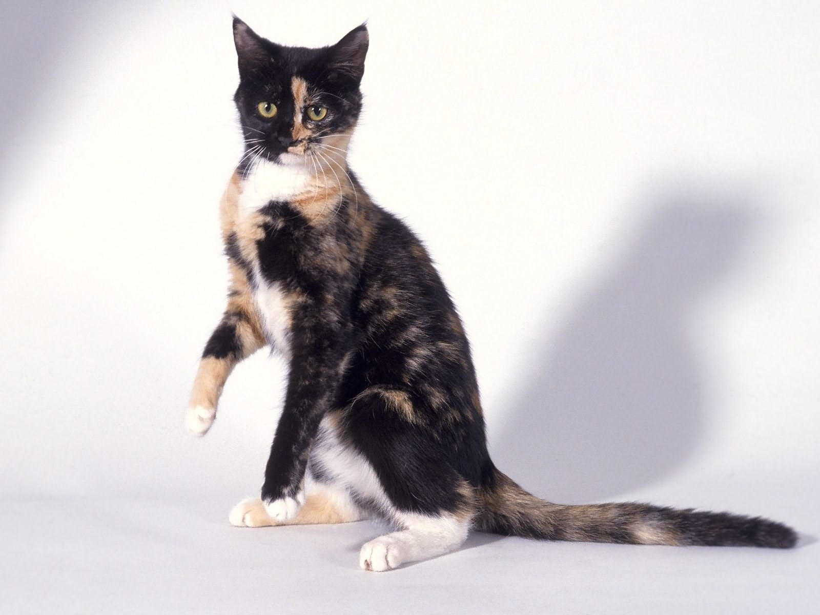 tortoiseshell cat