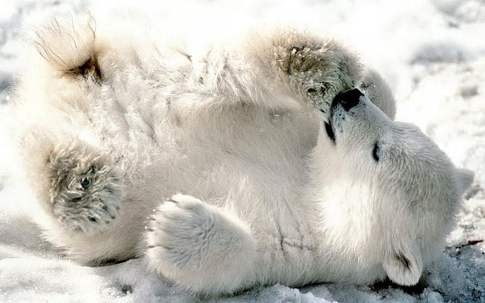 polar bear HD wallpaper